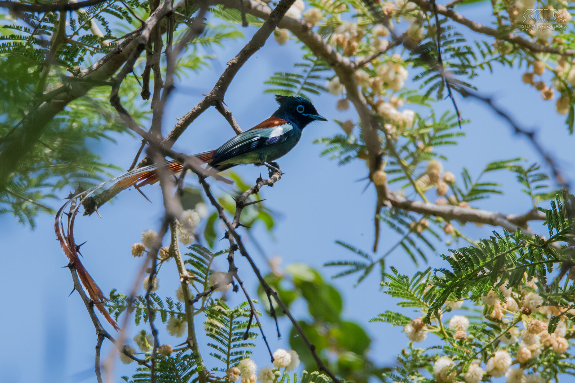 Debre Zeit - Paradise flycatcher The beautiful African paradise flycatcher (Terpsiphone viridis) is a medium-sized passerine bird with a very long white tail. Stefan Cruysberghs